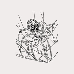 Fototapeta premium Creepy skeleton spider in web illustration