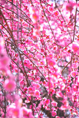 ピンク一色の満開のしだれ梅