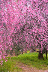 ピンク一色の満開のしだれ梅