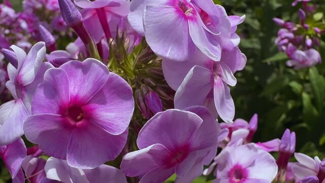 Pink flowering phlox on garden background.