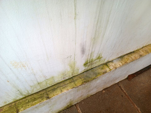 Close up of damp wall base with green mold and mildew stains along white exterior surface near paving stones, showing moisture damage and dirty streaks.