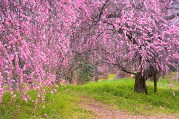 ピンク一色の満開のしだれ梅