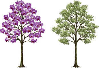 Cad drawing flat vector illustration, orchid tree purple flowers, green foliage contrast, botanical diversity, seasonal nature, landscape design, tree comparison © Sharif's World