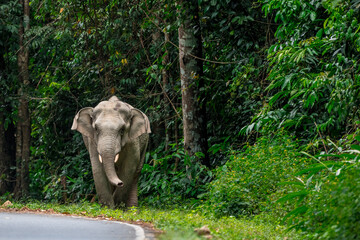 Fototapeta premium Its body is gray, its snout is called the trunk. The trunk of the Asian elephant has only one beak. Nakhon Ratchasima, Thailand.