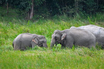 Fototapeta premium Its body is gray, its snout is called the trunk. The trunk of the Asian elephant has only one beak. Nakhon Ratchasima, Thailand.