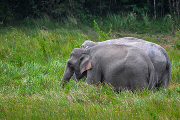 Its body is gray, its snout is called the trunk. The trunk of the Asian elephant has only one beak. Nakhon Ratchasima, Thailand.