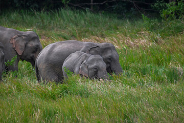 Its body is gray, its snout is called the trunk. The trunk of the Asian elephant has only one beak. Nakhon Ratchasima, Thailand.