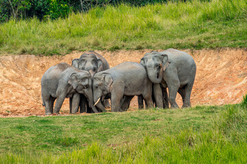 Fototapeta premium Its body is gray, its snout is called the trunk. The trunk of the Asian elephant has only one beak. Nakhon Ratchasima, Thailand.