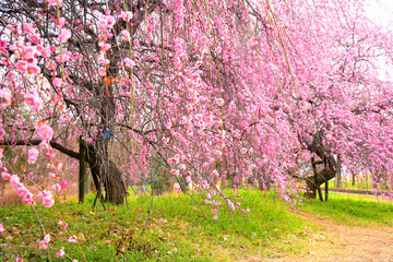 ピンク一色の満開のしだれ梅