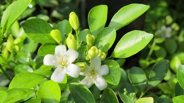 White Murraya Blossom With Dew In Lush Garden. Tropical Orange Jasmine Bud Cluster Sunlit Foliage. Fresh Kemuning Flower Blooming Under Bright Light. Fragrant Shrub Branch Featuring Delicate Petals