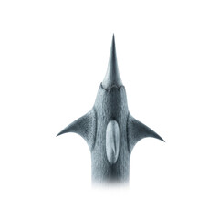 Fototapeta premium Close up macro of sharp water caltrop fruit spike isolated