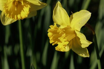 Yellow daffodil (Narcissus) blooming in spring garden. Bright golden trumpet
flowers growing outdoors in sunlight, symbol of renewal, nature and seasonal
change.