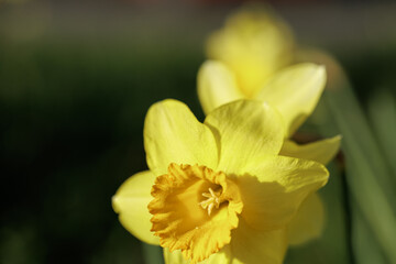 Yellow daffodil (Narcissus) blooming in spring garden. Bright golden trumpet
flowers growing outdoors in sunlight, symbol of renewal, nature and seasonal
change.