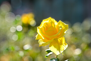 花, 水仙, 植物, 花畑, すいせん, スイセン, 自然, 早春, 花びら, 冬, 満開, 美しい, 1月, 白色, 風景, コピースペース, 木漏れ日, 玉ボケ, 白い花, きれい, きらきら, 光, 大阪府, 夢, 幻想的, 関西, 明るい, フラワー, 晴れ, 青空, スイセンの丘, 千早赤阪村