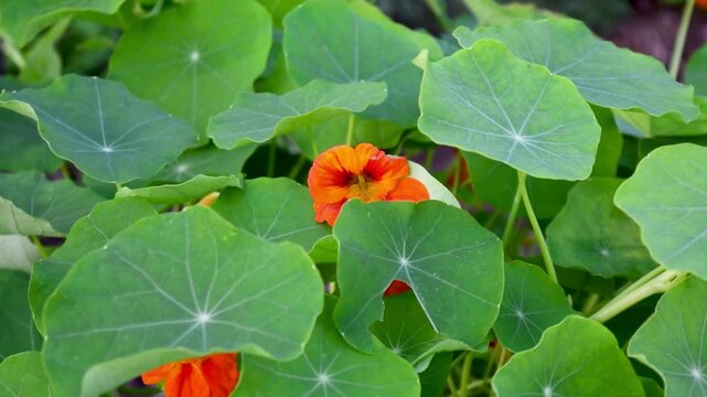 Close up of vibrant orange nasturtium flowers and round green leaves gently swaying in a light breeze, captured in smooth slow motion at 1080p 30fps in a natural garden setting.