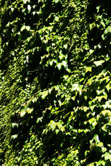 Fototapeta premium sunlit ivy