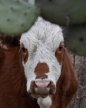 Vaca en el campo rodeada de pencas.