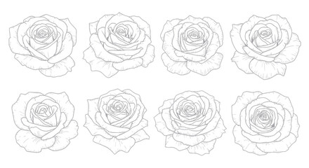 Collection of Eight Detailed Rose Illustrations in Black and White.