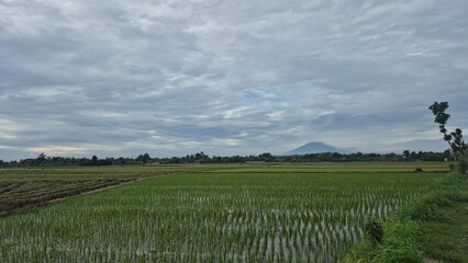 in the field paddy with mountain background