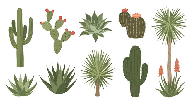 Collection of Various Cacti and Succulent Plants.