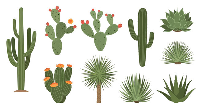 Collection of Various Cactus and Succulent Plants.