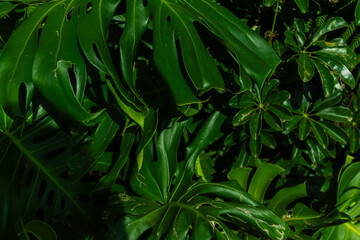Fototapeta premium Tropical leaf background with vivid, high contrast greens