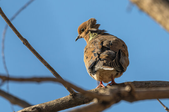 Mourning dove perched on a branch, a breeze ruffling its feathers.