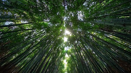 Low Angle View of a Dense Green Bamboo Forest Against Sky