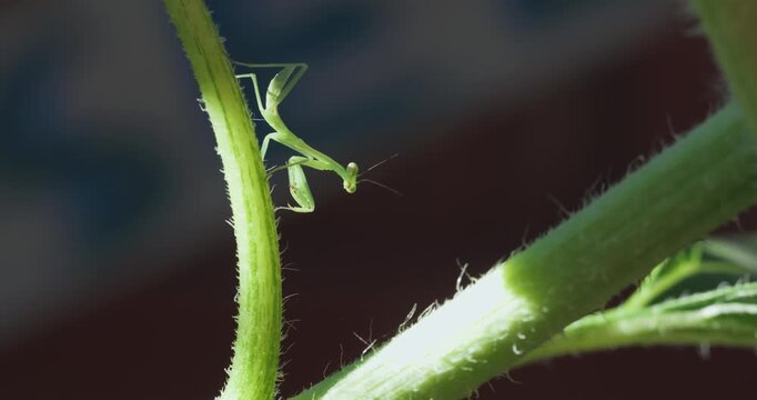 Tiny green mantis perched on a fuzzy plant stem