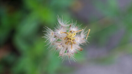 The plant shown in the image is likely Tridax procumbens, commonly known as coat buttons or Tridax daisy. The image displays the distinctive seed head of the plant, which facilitates wind dispersal. 