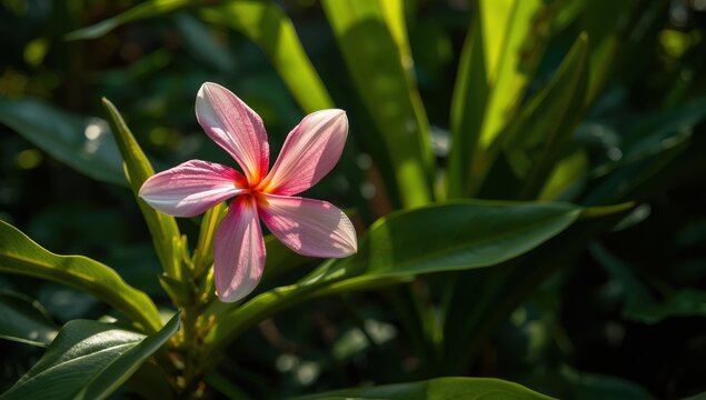 Exotic tropical flower "Q-tip" Clerodendrum Shooting Star, featuring bright hues