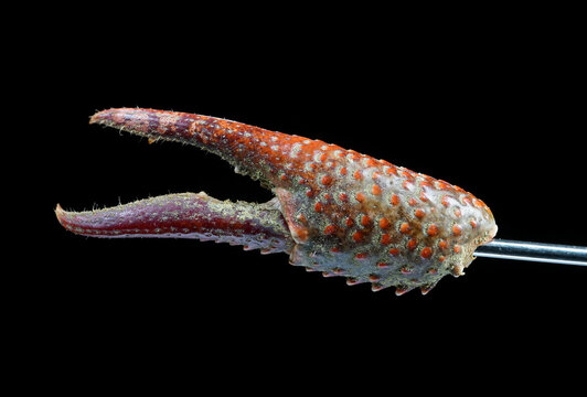 Crayfish claw freshwater cray fish with its strange patterns and sharp claw hairs and teeth