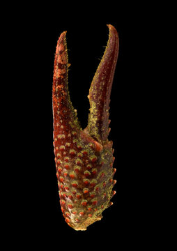 Crayfish claw freshwater cray fish with its strange patterns and sharp claw hairs and teeth