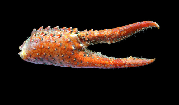 Crayfish claw freshwater cray fish with its strange patterns and sharp claw hairs and teeth