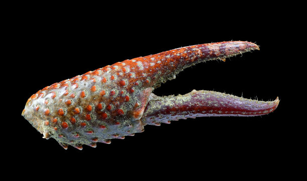 Crayfish claw freshwater cray fish with its strange patterns and sharp claw hairs and teeth
