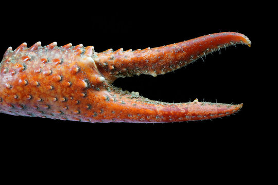 Crayfish claw freshwater cray fish with its strange patterns and sharp claw hairs and teeth