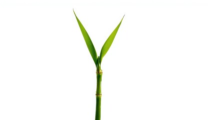 Isolated young bamboo sprout on white background
