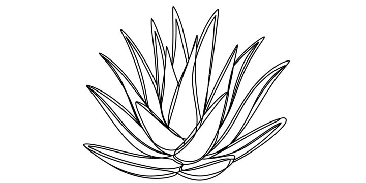 Black and white line drawing of an aloe vera plant with many thick pointed leaves