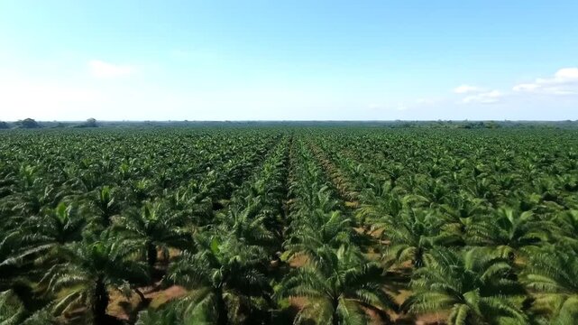 Aerial view of a lush green palm tree plantation beneath a clear, bright blue sky with wispy clouds. Rows of plants stretch far into the horizon