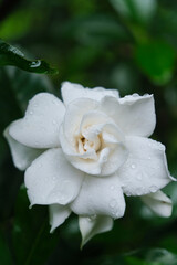 Obraz premium White gardenia flower covered with fresh water drops against green leaves background. Natural floral concept with soft focus and delicate petals.