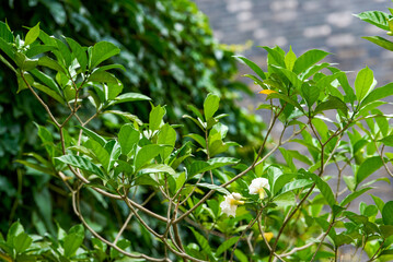 Fototapeta premium Green plants grow on the walls of ancient buildings