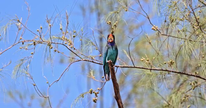 Oriental dollarbird perching on tree branch with open mouth against blue sky. wildlife, nature, birdwatching, tropical bird, avian, exotic species, animal behavior.