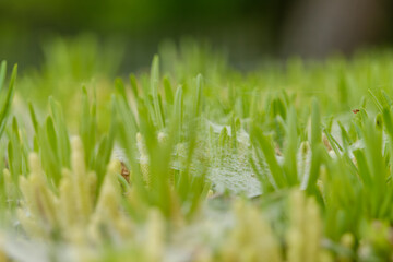 新緑の芽に張り巡らされたクモの巣と朝露のような幻想的な風景