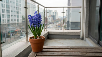 Blue Hyacinth Plant On Balcony With City Background