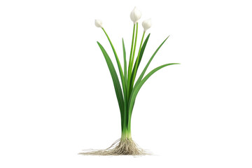 Fototapeta premium Realistic Chive Plant with White Flowers on White Background