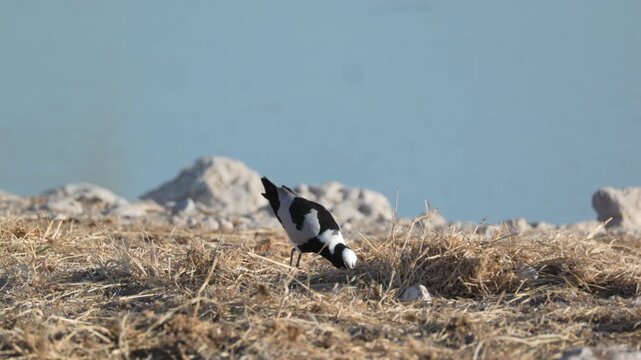 a tracking clip of a blacksmith lapwing at okaukuejo waterhole of etosha national park in namibia, africa