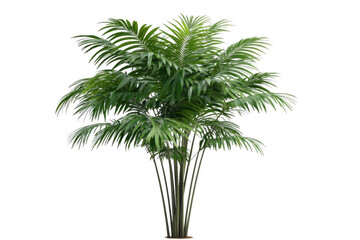 Realistic Green Palm Tree Isolated on White Background
