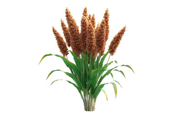 Realistic Render of Sorghum Plant with Detailed Leaves and Seed Heads