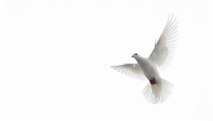 Obraz premium White dove in flight with outstretched wings isolated on white background, serene peacefulness, gentle motion captured