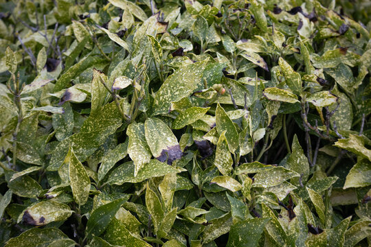 Spotted laurel aucuba japonica variegated foliage